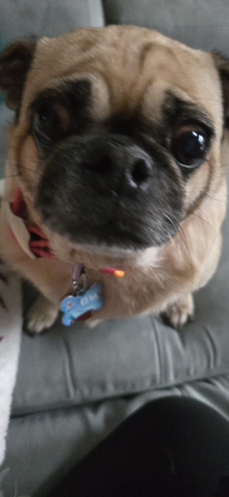 Elsa 
