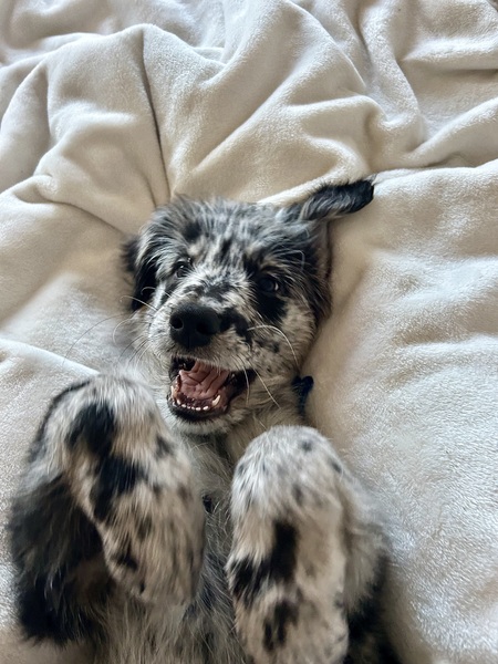 Mowgli
