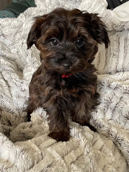 Charlee