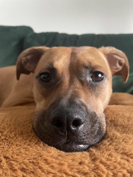 Ellie 