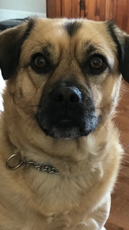 Stella