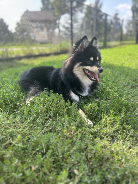 Loki