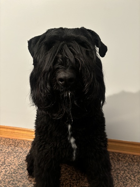 Koji