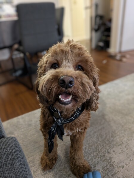 Koby