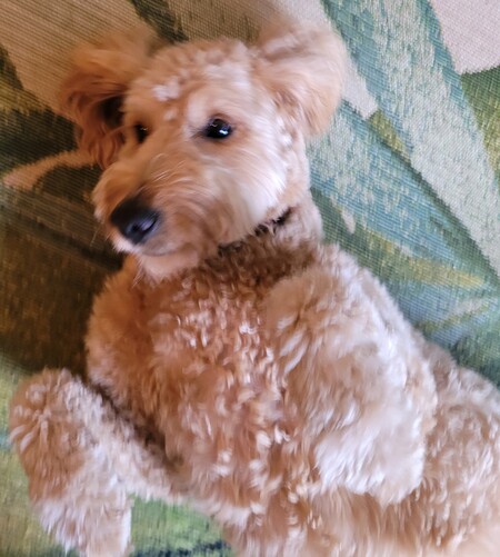 Ginger