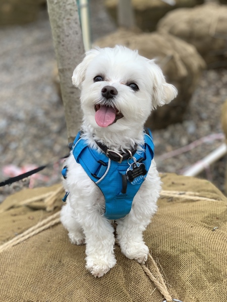 Bo