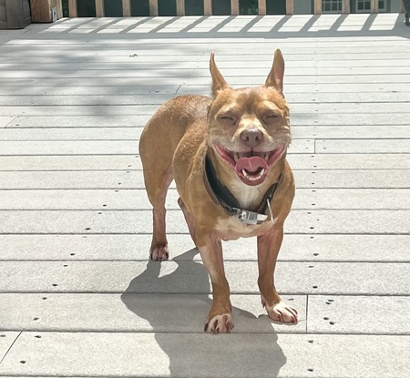 Gizmo