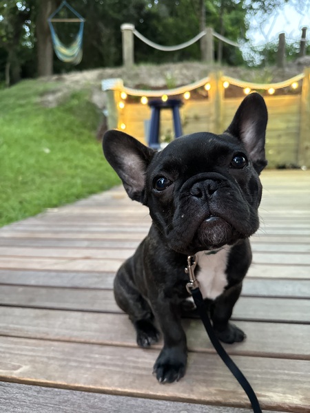 Baumard “Beau”