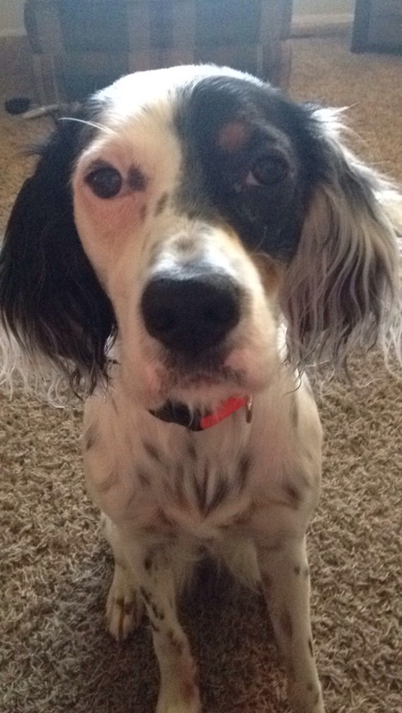 Kimber June 