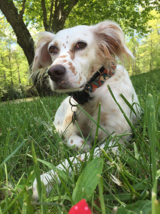 English Setter Rescue