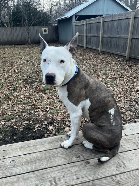 Petunia