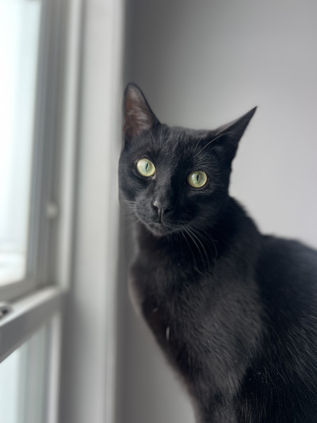 Merlin