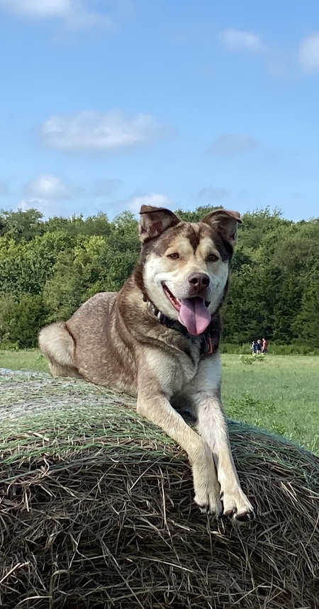 Koda