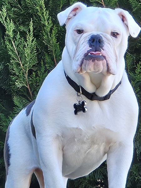 Nova 