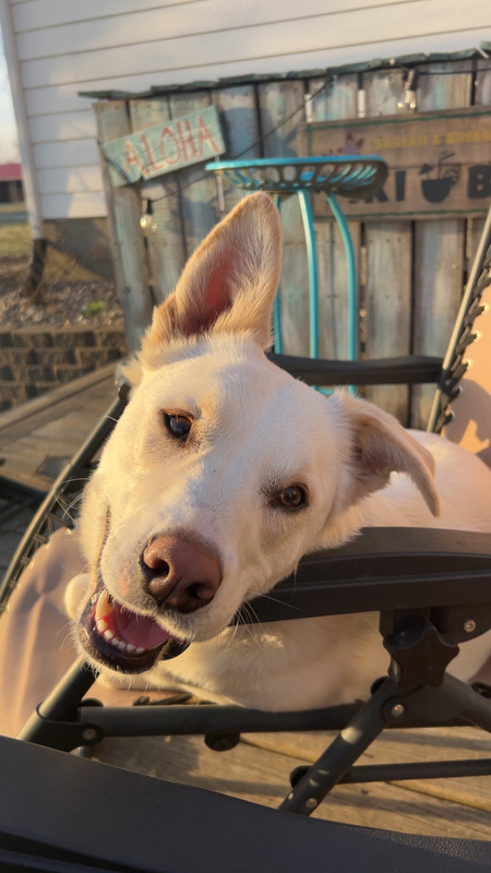 Arlo