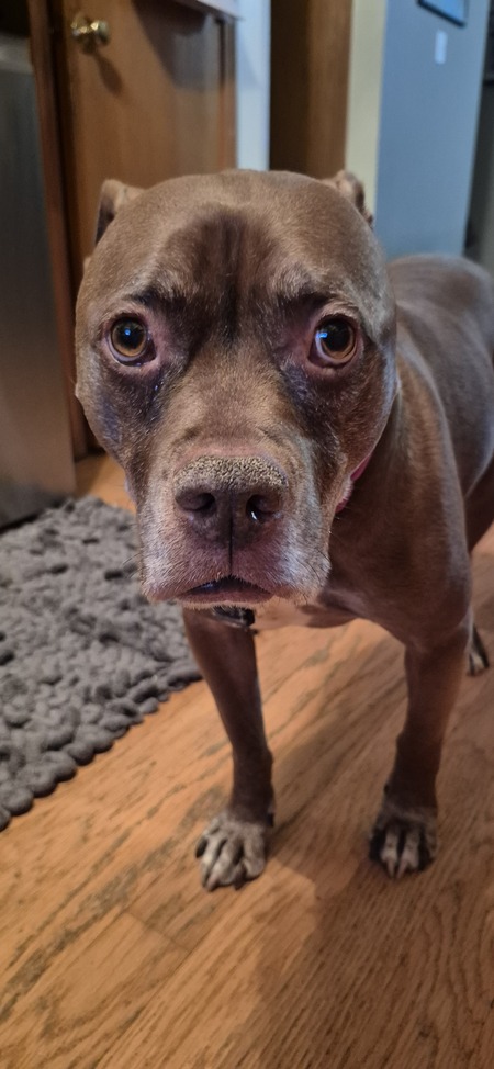 Bruno