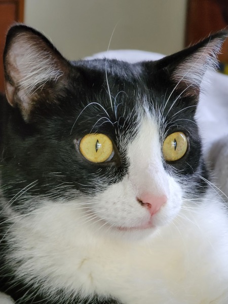 Georgie