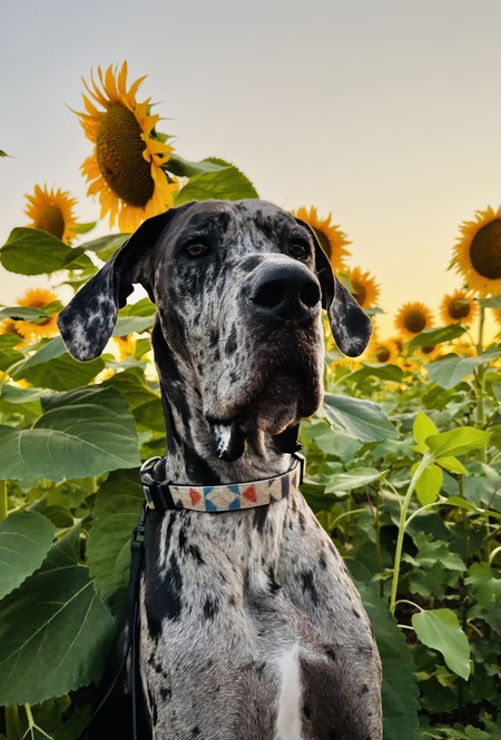 Fiona