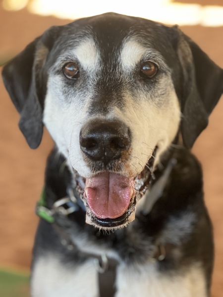 ELWOOD