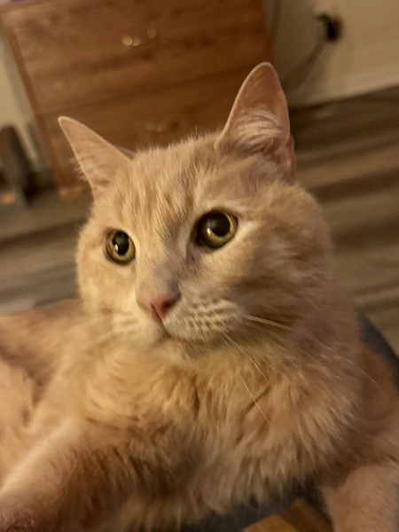 LOU