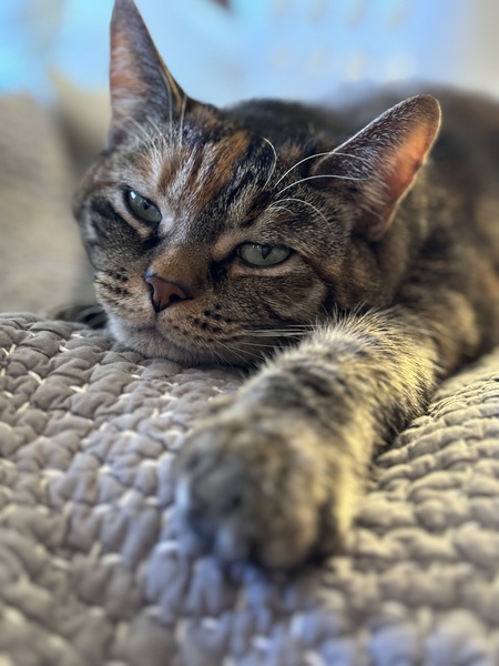 Bonnie