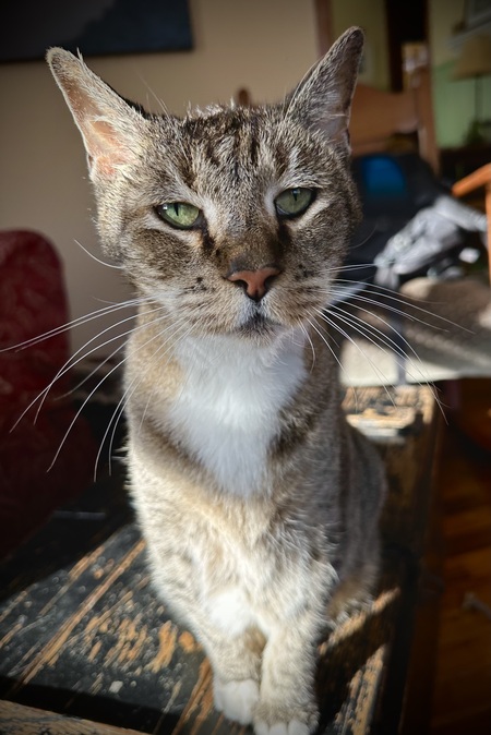 Dashiell