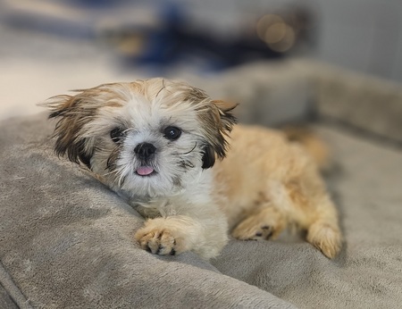 Gizmo