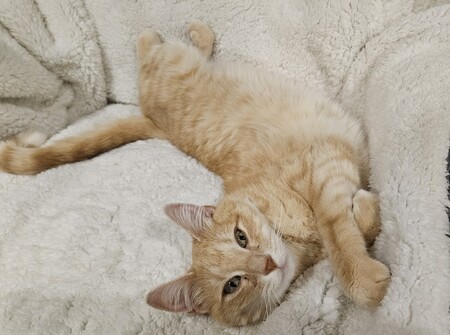Oliver