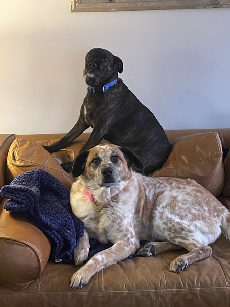 Jet Franklin and Josie