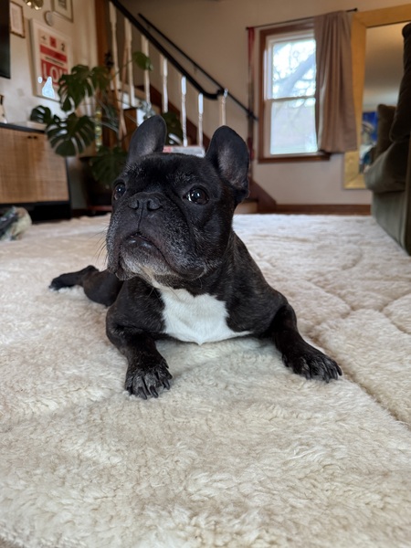 Frankie