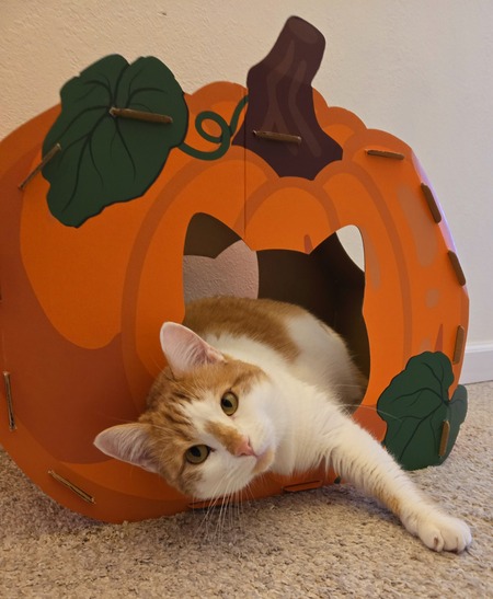 Mochi