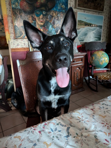 Koda
