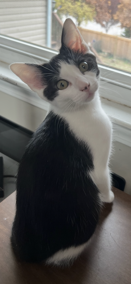 Tulip
