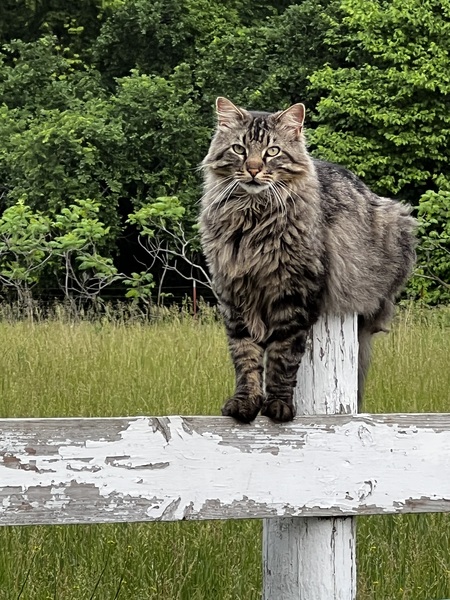 Mufasa