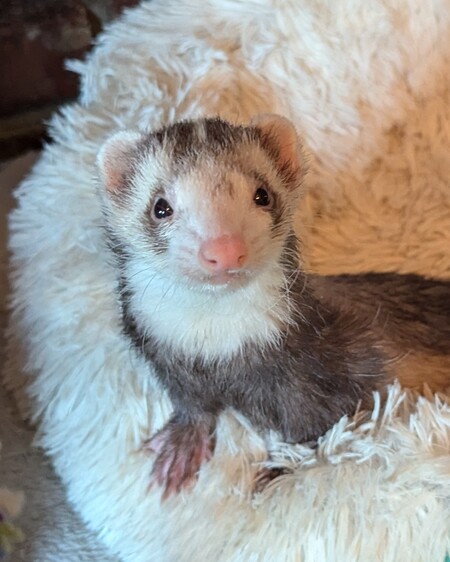 Pooka