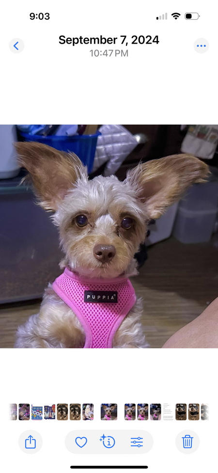 Lucy