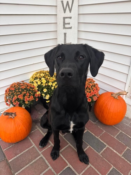 Ruger