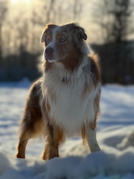 Duke