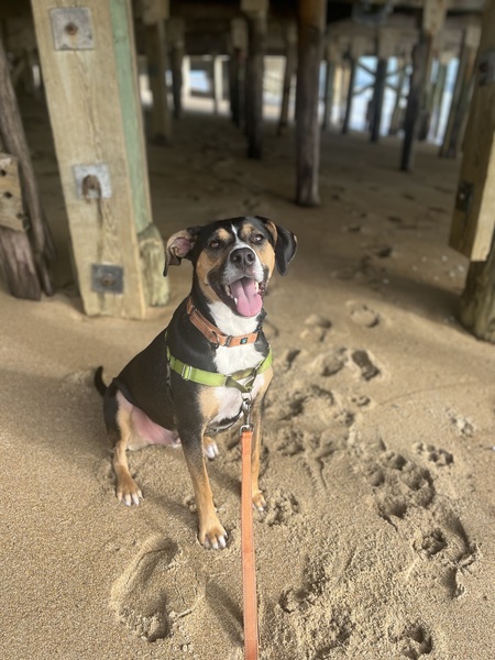 Gus