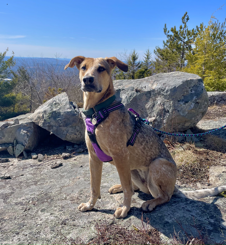 Piper