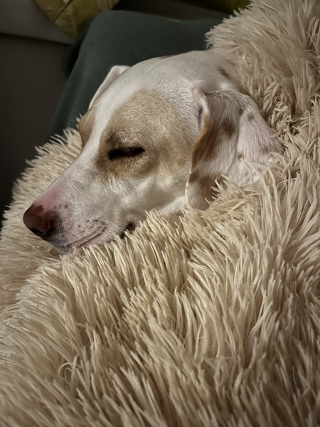 Lyla