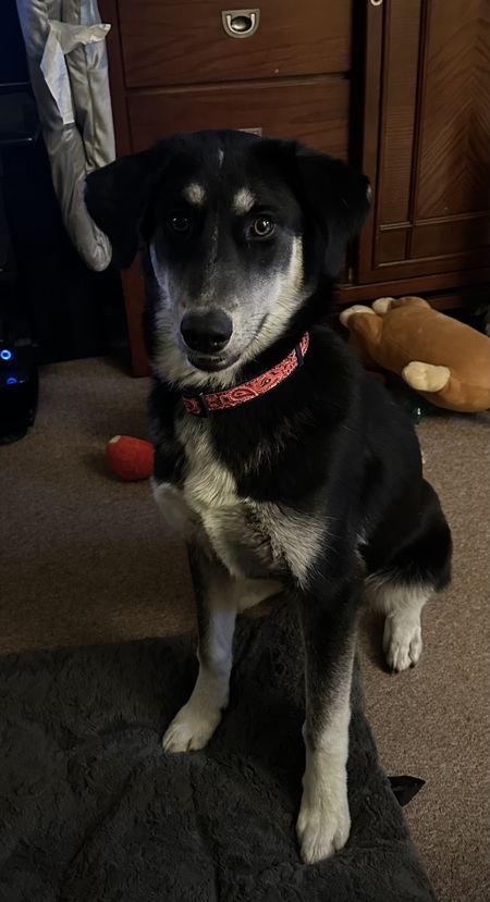 Harper