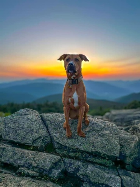 Cooper