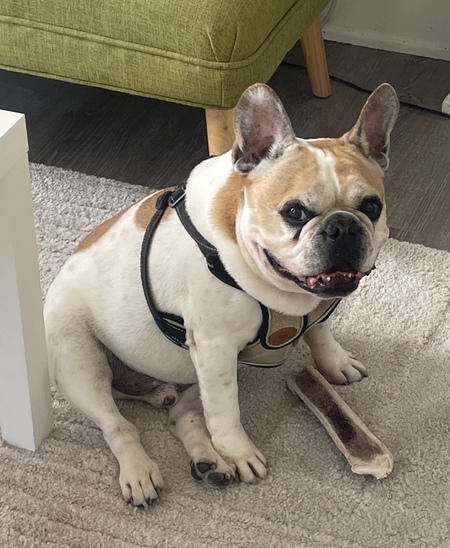 Louie