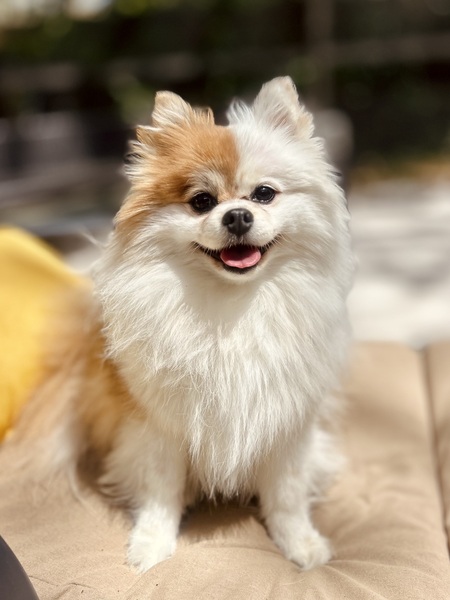 Coco