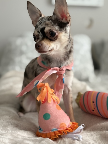 Bambi