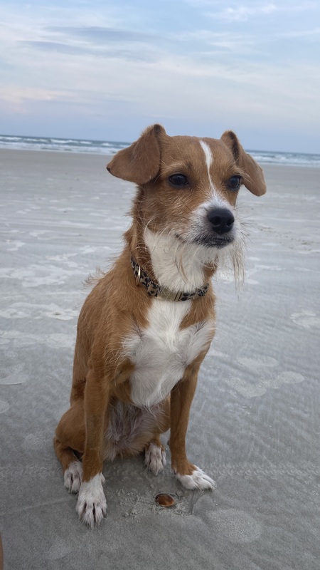 Piper