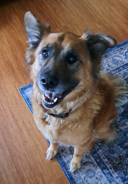 Hazel