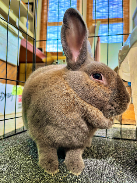 Wiley