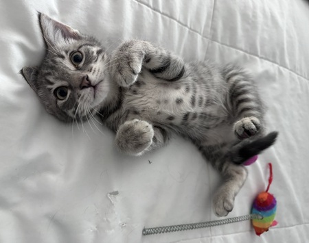 Finnegan